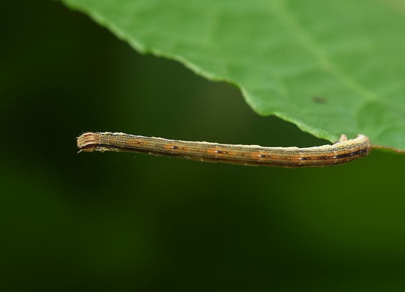 Una falena molto comune: Rhodometra sacraria, Geometridae